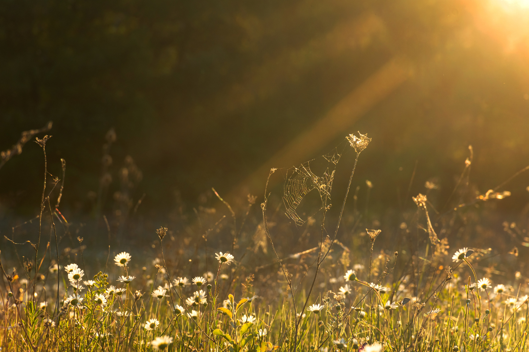 Daisies in the sun. Evening sunlight illuminates the meadow with daisies