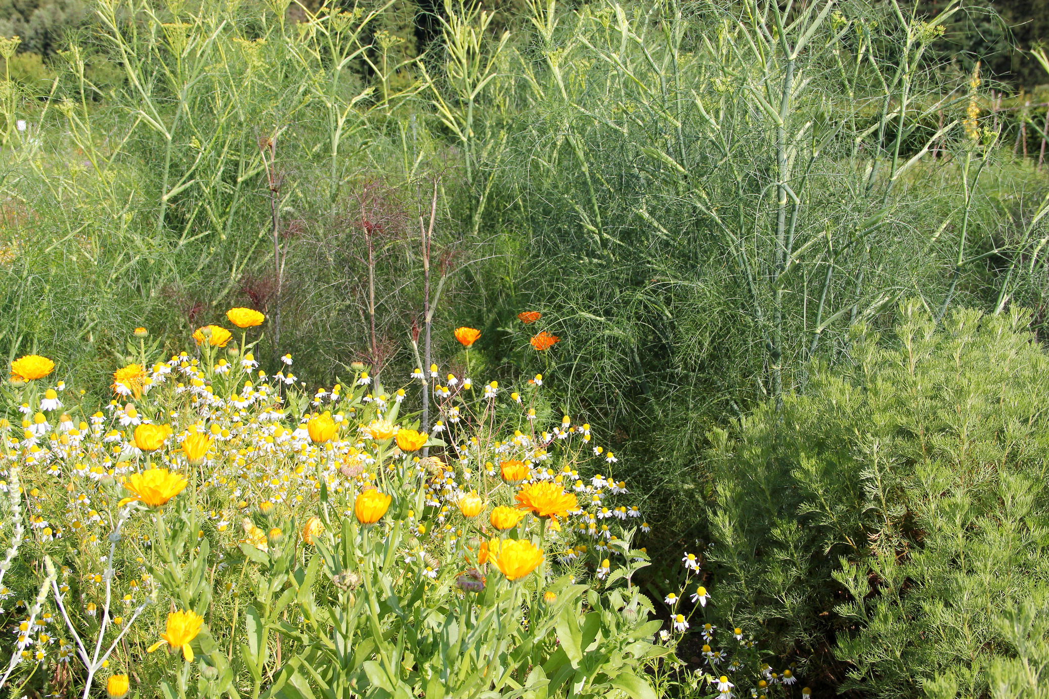 Herb garden